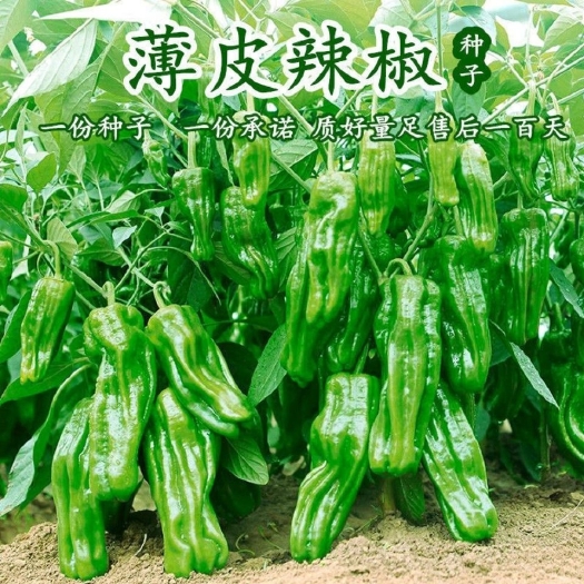 薄皮辣椒种子虎皮辣椒皱皮椒微辣早熟蔬菜种子孑