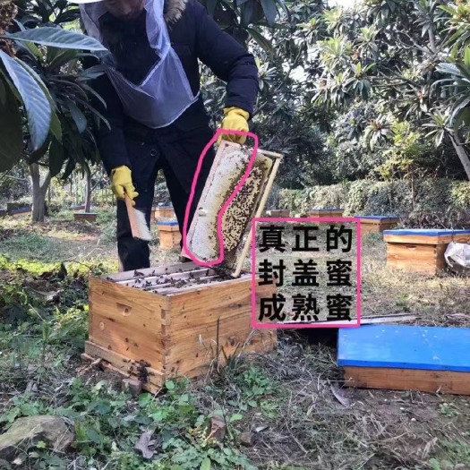 苏州土蜂蜜中蜂蜜枇杷蜜  苏州中蜂蜂场供应结晶蜜 液态蜜蜂农直销