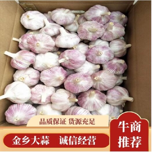 金乡县高质量大蒜，代发代加工