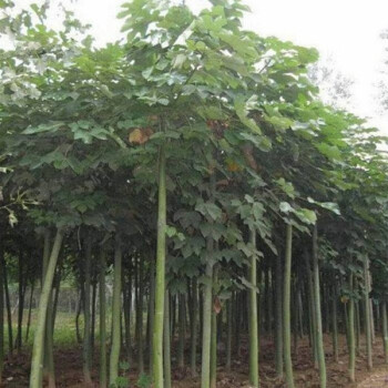 沭阳县青桐树苗