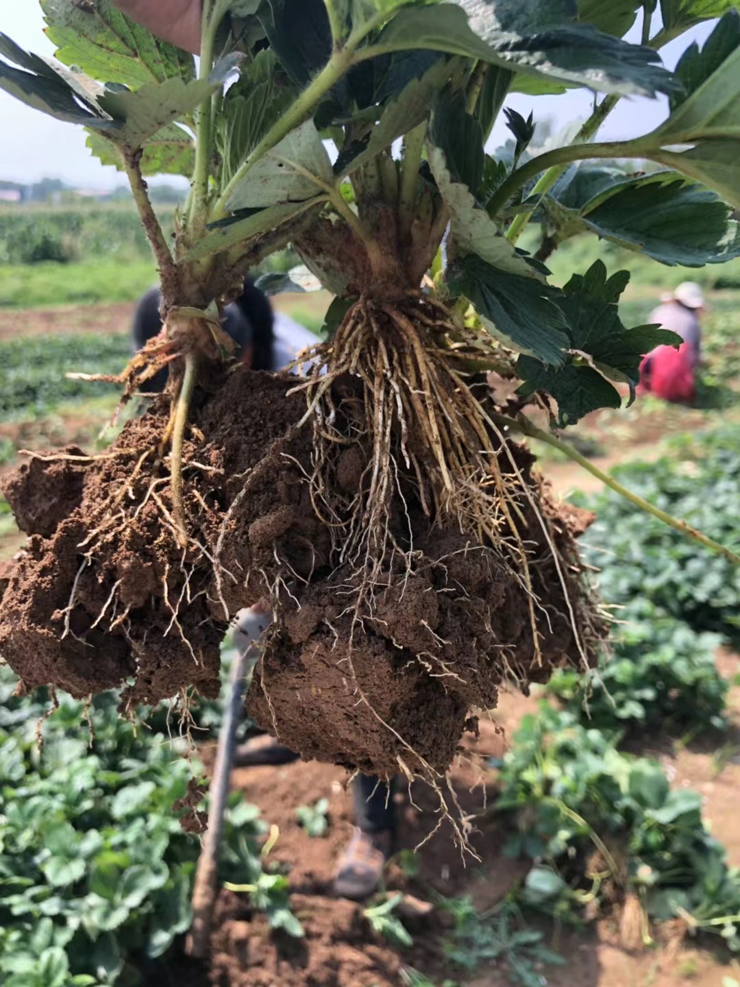 妙香七號草莓苗出售 基地品種妙香七號 妙香三號 期待長期合作