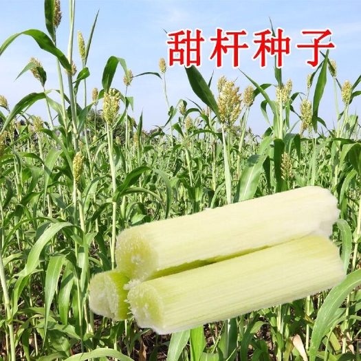 甘蔗种籽甜杆高粱种子汁多北方小甘蔗水果春秋夏季四季种植农家孑