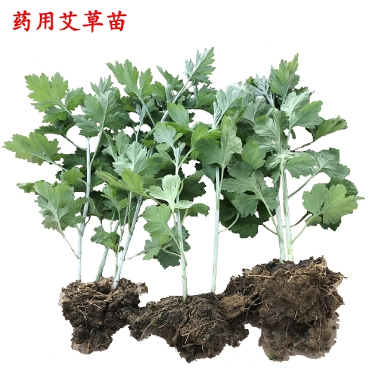 唐河县 艾草种植苗蕲艾草苗大叶艾草根苗四季艾草盆栽种植苗可可