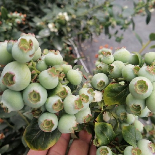 泰安带花芽蓝莓苗，当年结果蓝莓苗，大果纯甜蓝莓品种苗，云雀蓝莓苗