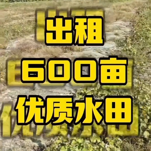 博罗县出租600亩优质水田 水电交通很便利 地处博罗县