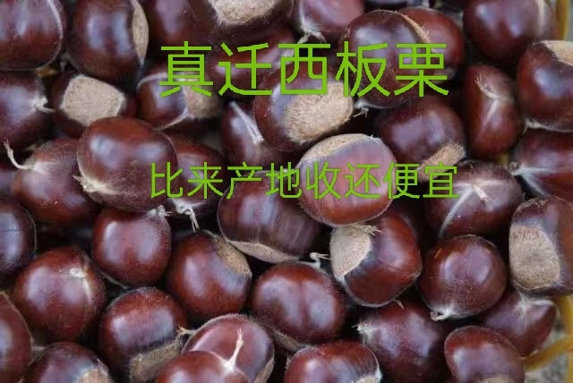 迁西县老树二标都是11块多收的货，质量特别好，无坏果发货前二次挑