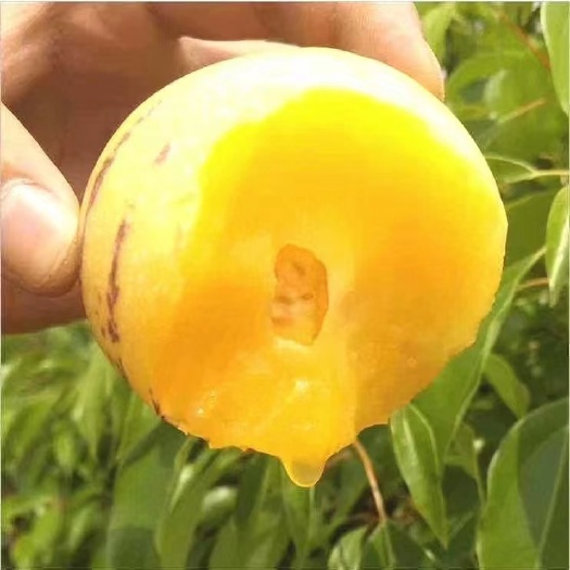 云南石林风化石人参果