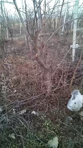 郏县冬枣树苗