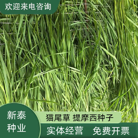 提摩西种子兔子粮草正 宗猫尾草种子多年生长宠物鼠龙猫爱吃的草