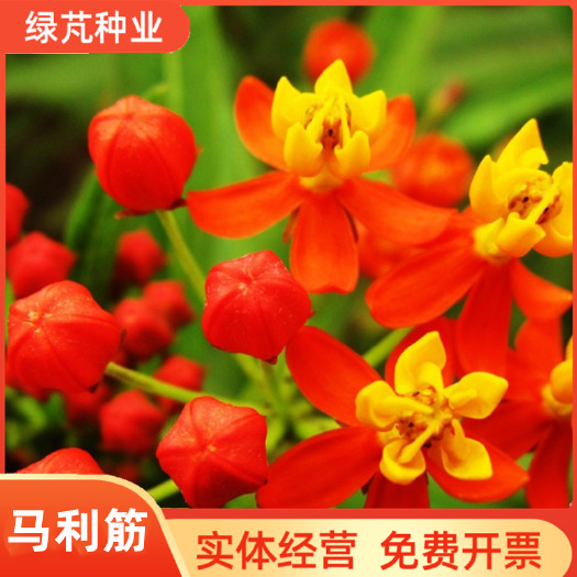 沭阳县马利筋种子金凤花尖尾凤莲生桂子花芳草花籽种子蝴蝶花种子多年生