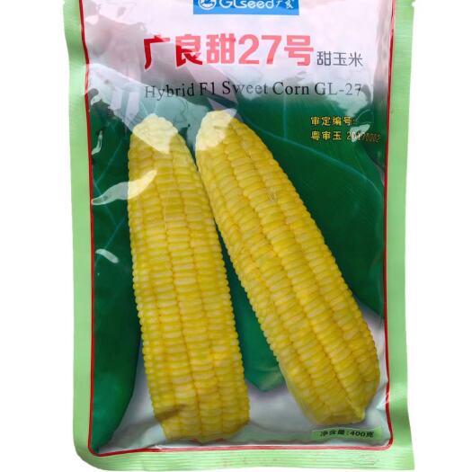 英德市鲜食超甜玉米种子泰阳广良甜27号杂交玉米种子400克棒大热销