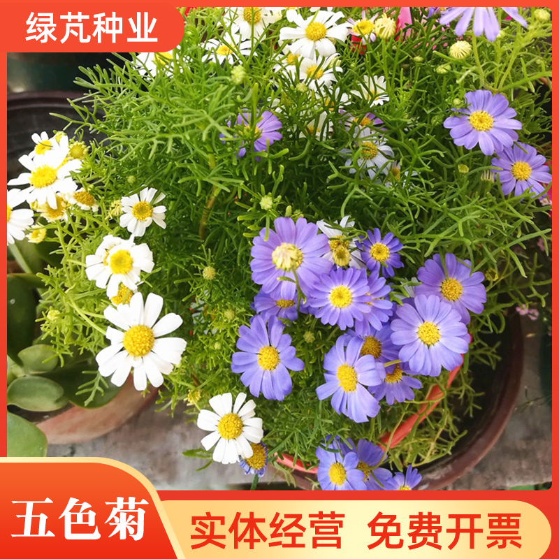 沭阳县五色菊花种子四季秋花卉室外易种耐热易播活低矮花籽庭院耐旱花草