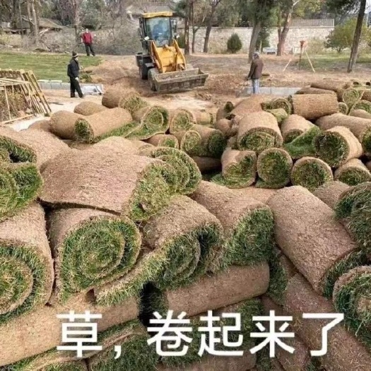 东海县斤棵豆