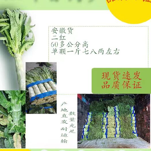 宿州安徽省宿州市埇桥区精品红尖叶莴笋