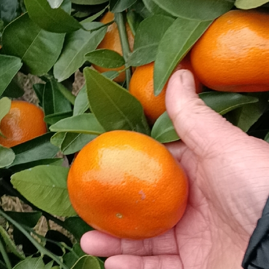 兴安县可提供大量默科特