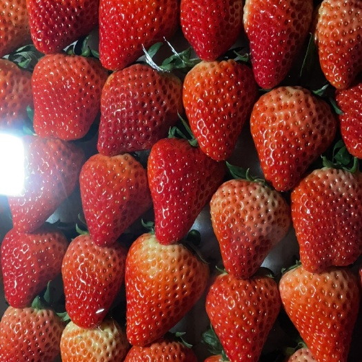 长兴县红颜货源稳定，长期供应
