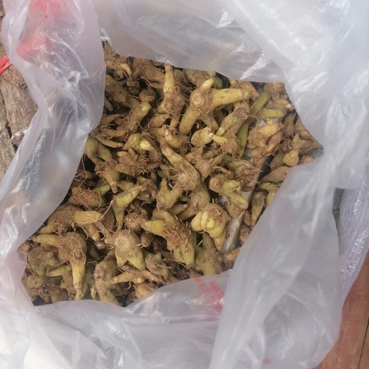 长沙白及