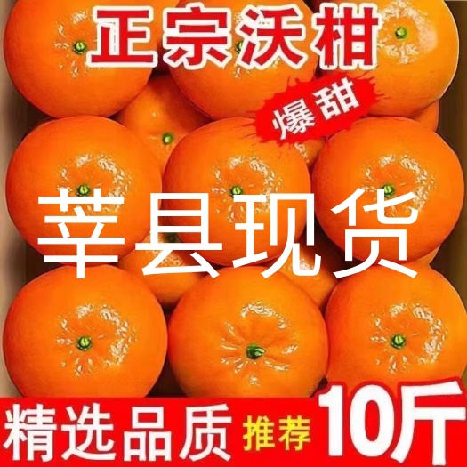 广西砂糖橘山东莘县聊城现货采购批发