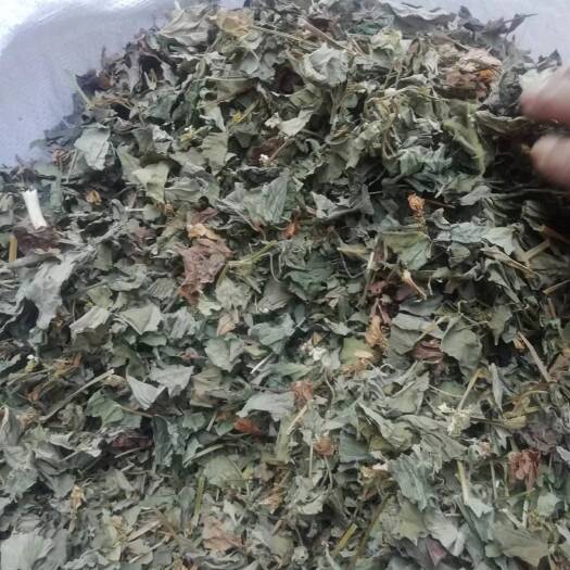 鱼腥草