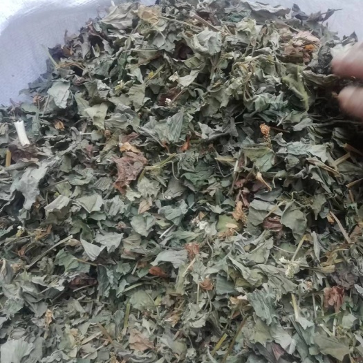 汝阳县鱼腥草