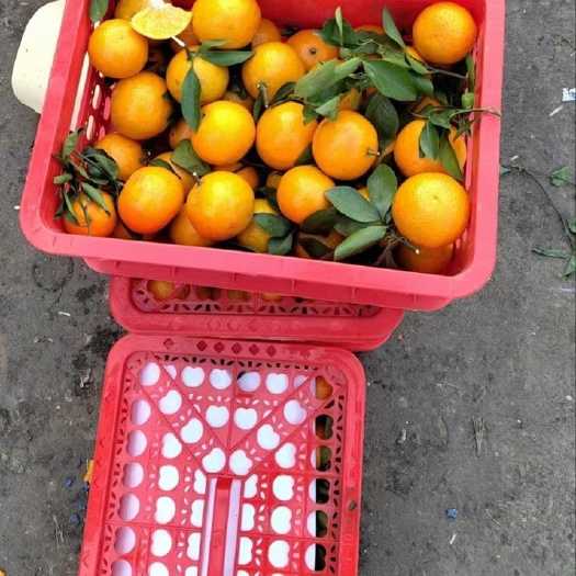 邯郸皇帝贡柑 水份充足 甜度够
