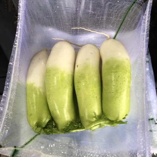 蒲江县成都青萝卜，水果萝卜