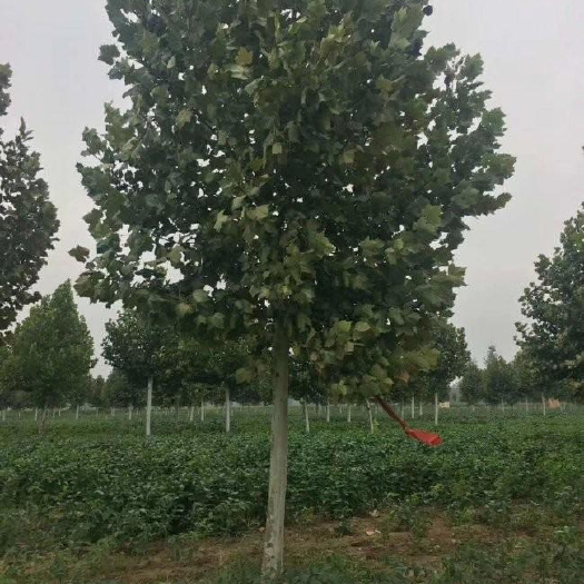 大连大连法桐种植基地，法桐行道树，法国梧桐树批发