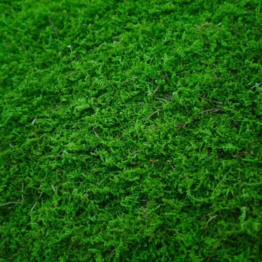 青苔，苔藓 ，苔藓大灰，品种齐全
量大从优，价位另谈