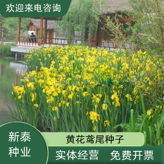 黄花鸢尾种子多年生室外易种宿根花耐湿耐阴河边道路公园绿化种子