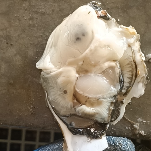 原产地生蚝发货批发零售，物美价廉