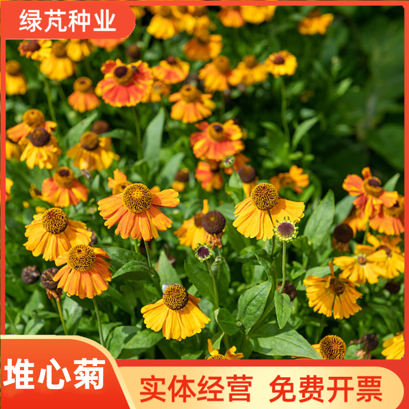 沭阳县堆心菊种子花卉种子阳台盆栽绿植花种子四季易种植的花籽花海