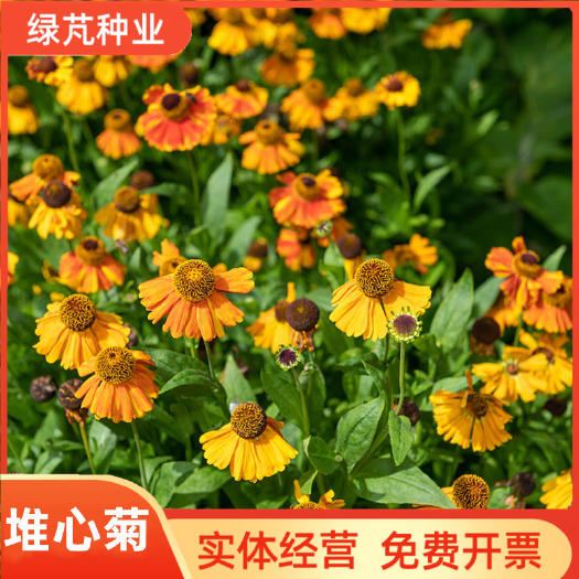 堆心菊种子花卉种子阳台盆栽绿植花种子四季易种植的花籽花海