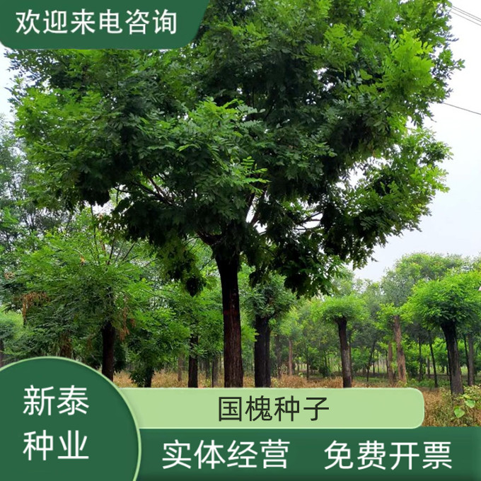 沭阳县新采一级速生国槐种子散装国槐树种子免费提供种植技术