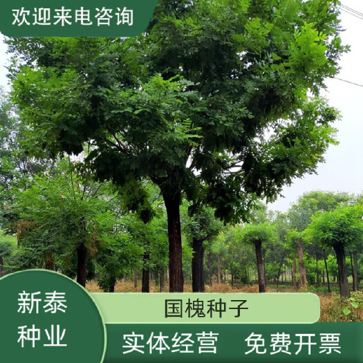 新采一级速生国槐种子散装国槐树种子免费提供种植技术
