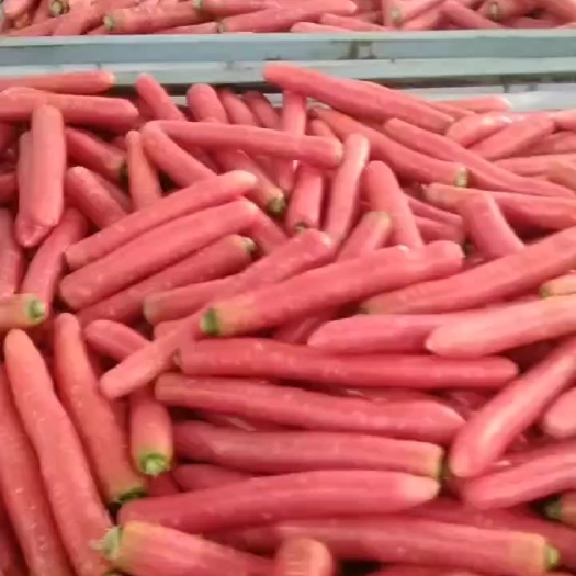 大荔县秤杆红萝卜