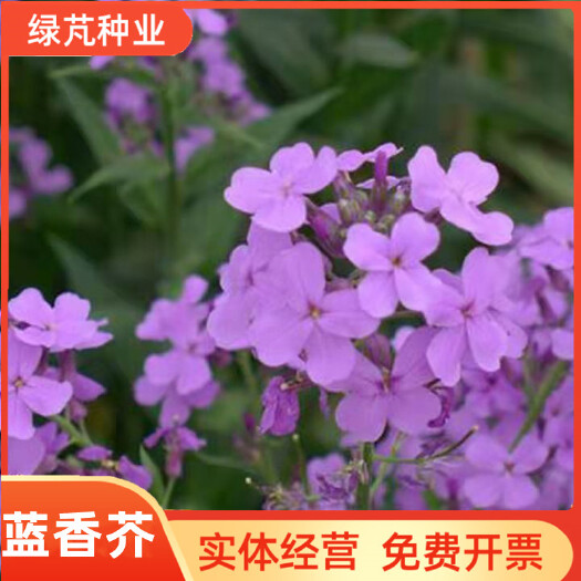 沭阳县蓝香芥种子 四季易活紫色油菜花 庭院阳台景观花海