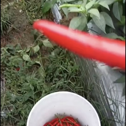 南宁小辣椒￼