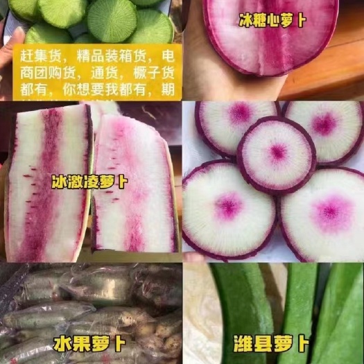 潍坊冰激凌水果萝卜，潍坊水果萝卜，潍县青萝卜产地全年供应，