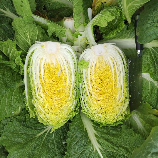 天门市大白菜