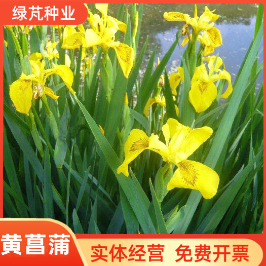 黄菖蒲种子水生鸢尾宿根水生花卉种子黄花鸢尾玉蝉花花菖蒲种籽