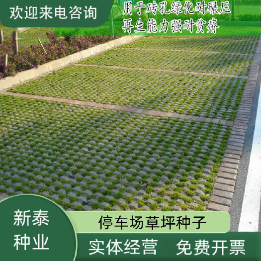 沭阳县多年生停车坪草籽砖孔缝专用种子不修剪低矮耐寒耐踩踏草坪
