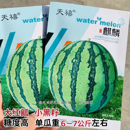 麒麟西瓜种子大红瓤小黑籽西瓜种子高糖质脆味甜麒麟瓜种子易坐果