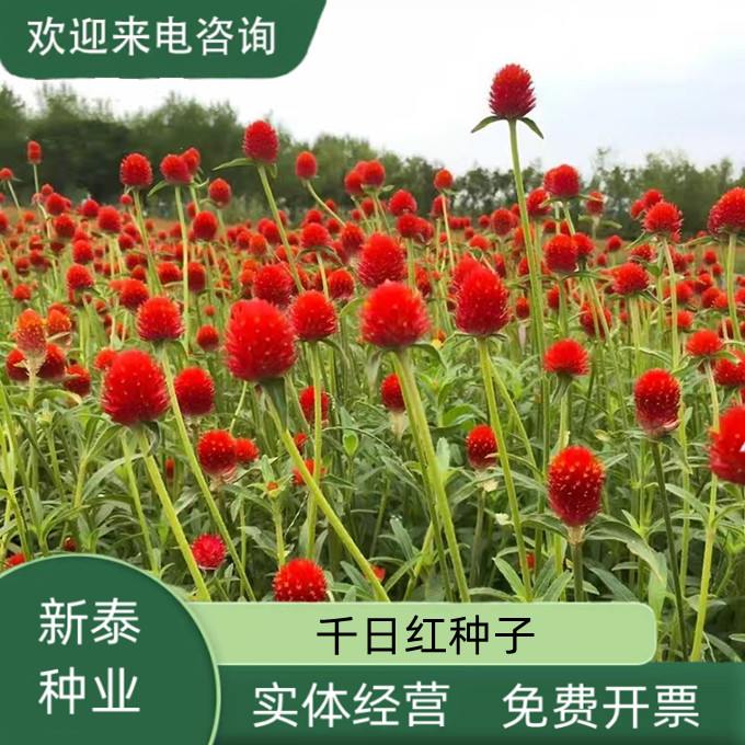 沭阳县千日红种子草花种子百日红种子火球花种子千日红千日紫千日粉种子