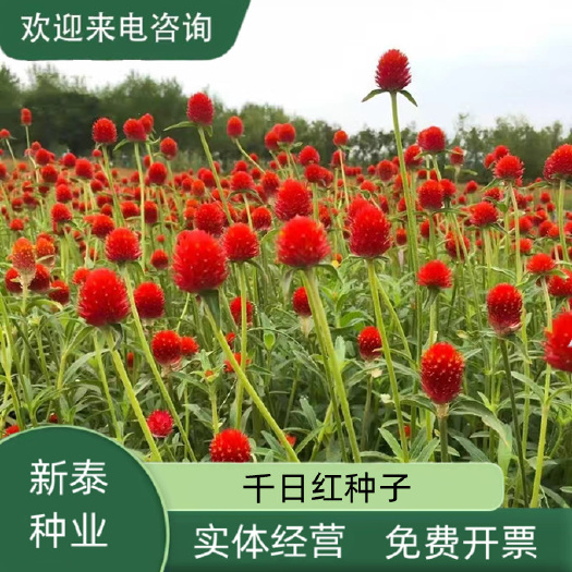 千日红种子草花种子百日红种子火球花种子千日红千日紫千日粉种子