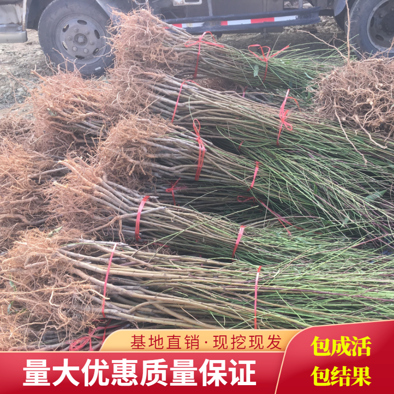 嫁接冬桃树苗 巨型冬桃苗 映霜红/川岛冬桃苗 签约保真