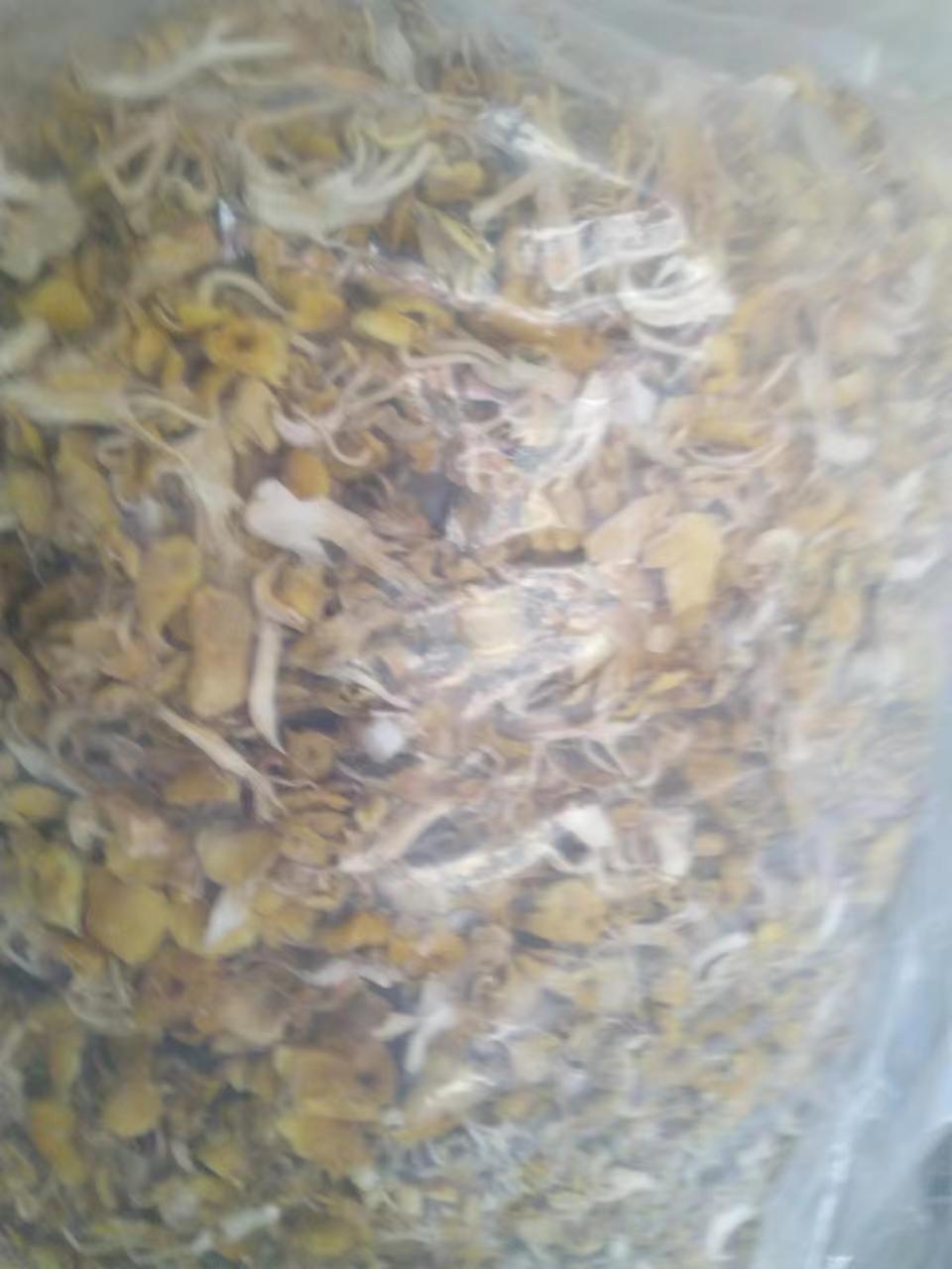 东北榆黄蘑鸡油菌批发 黄金菇批发
