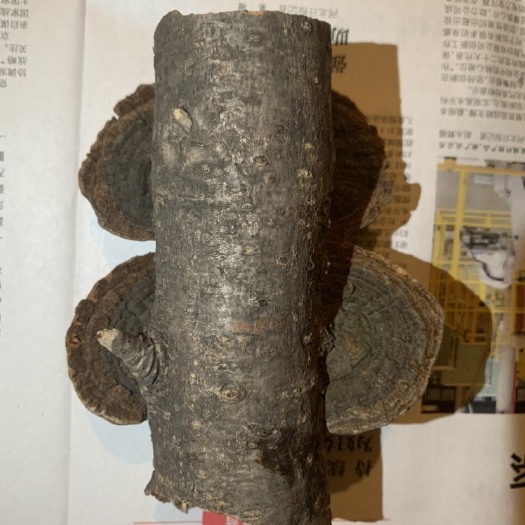 卢龙县桑黄，燕山山脉