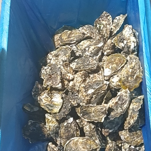大连生蚝批发零售源产地，全国各地发货
