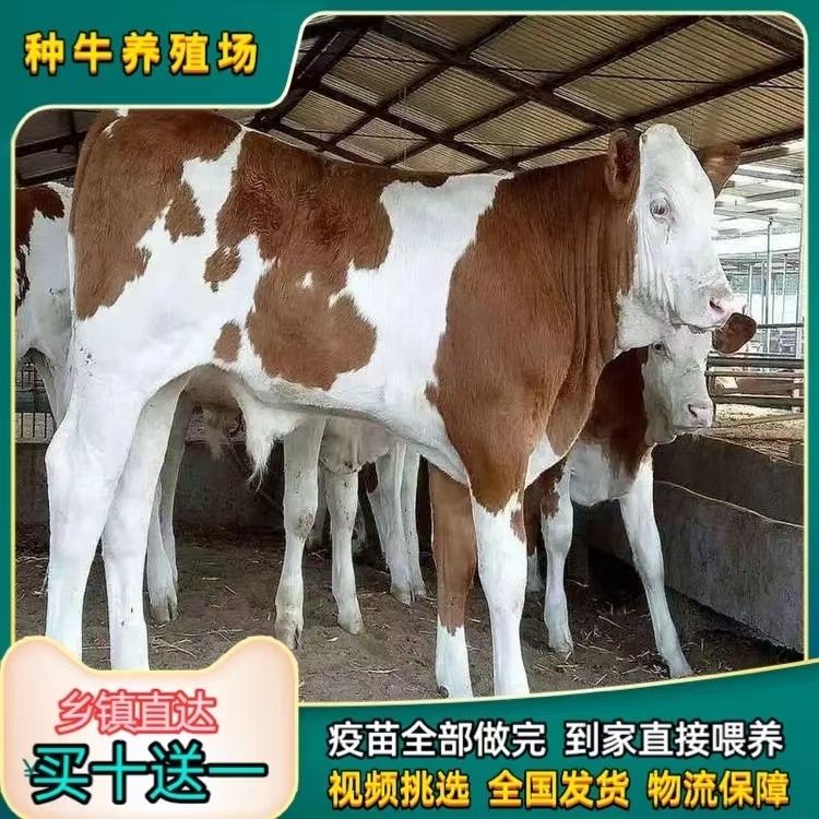 肉牛犊，改良肉牛犊包技术，包回收