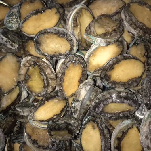 鲍鱼 活冻鲍鱼 漂烫鲍鱼 高品质货源 适合各种批发和餐饮企业